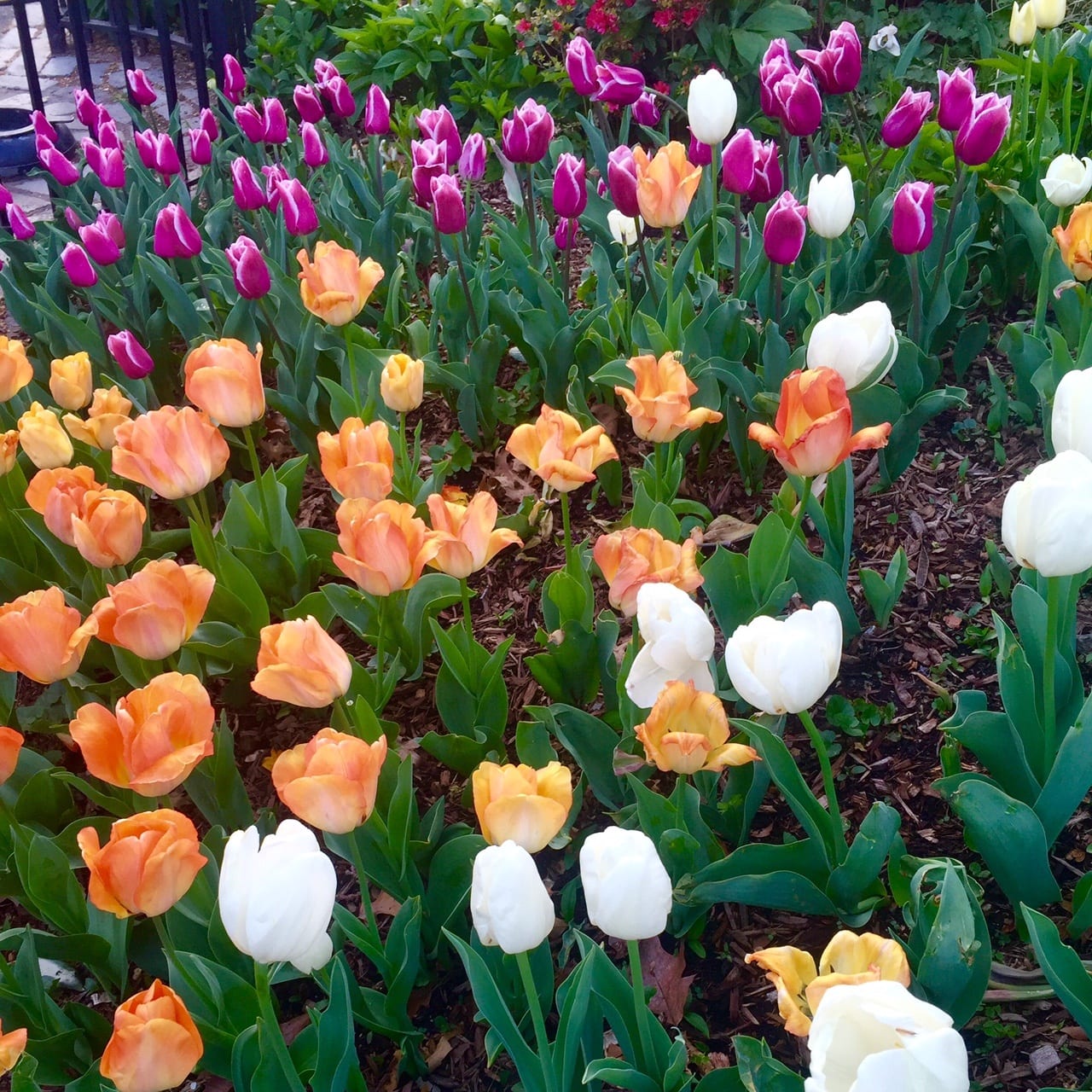 New York Tulips