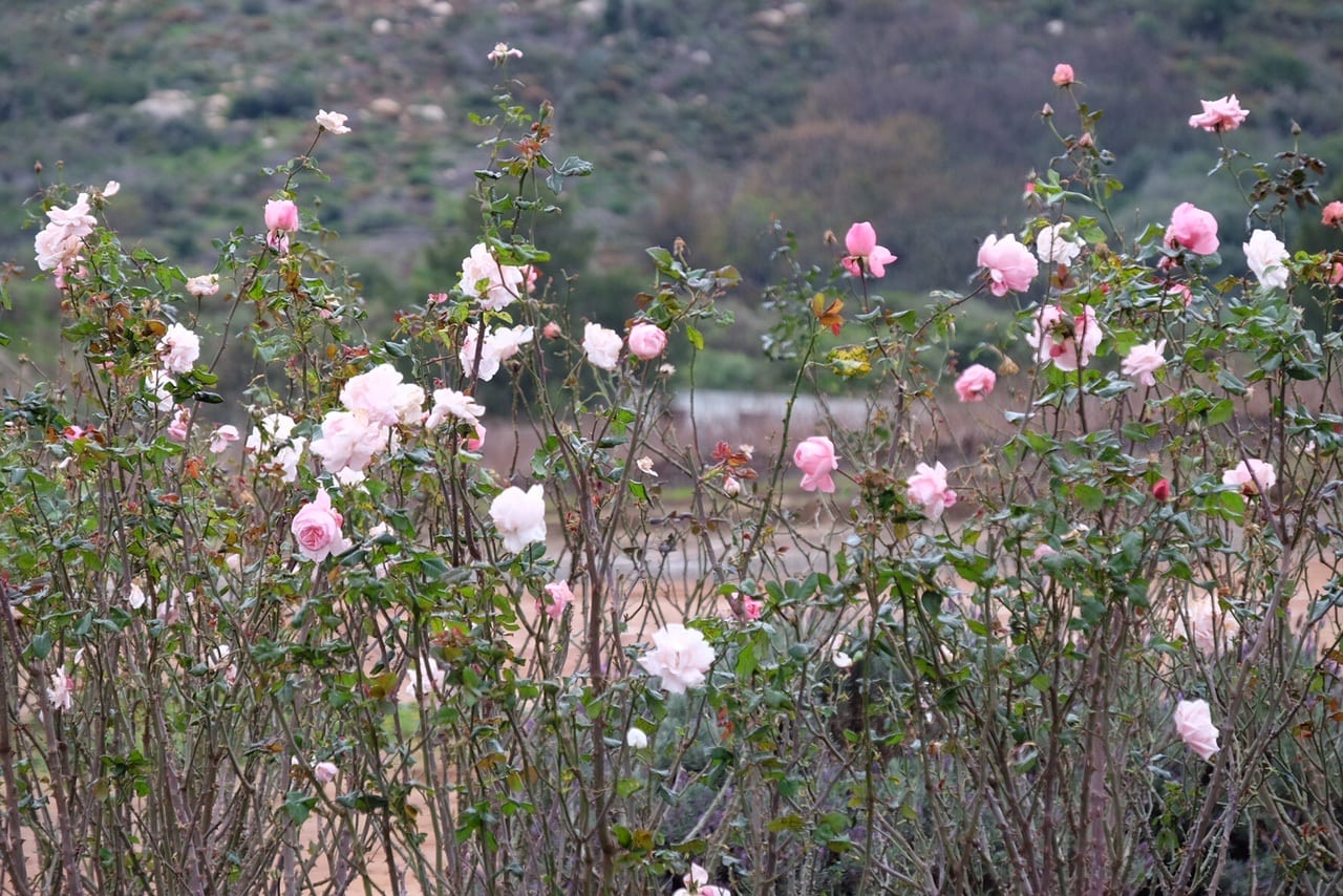 Stellenbosch Flowers in Winter