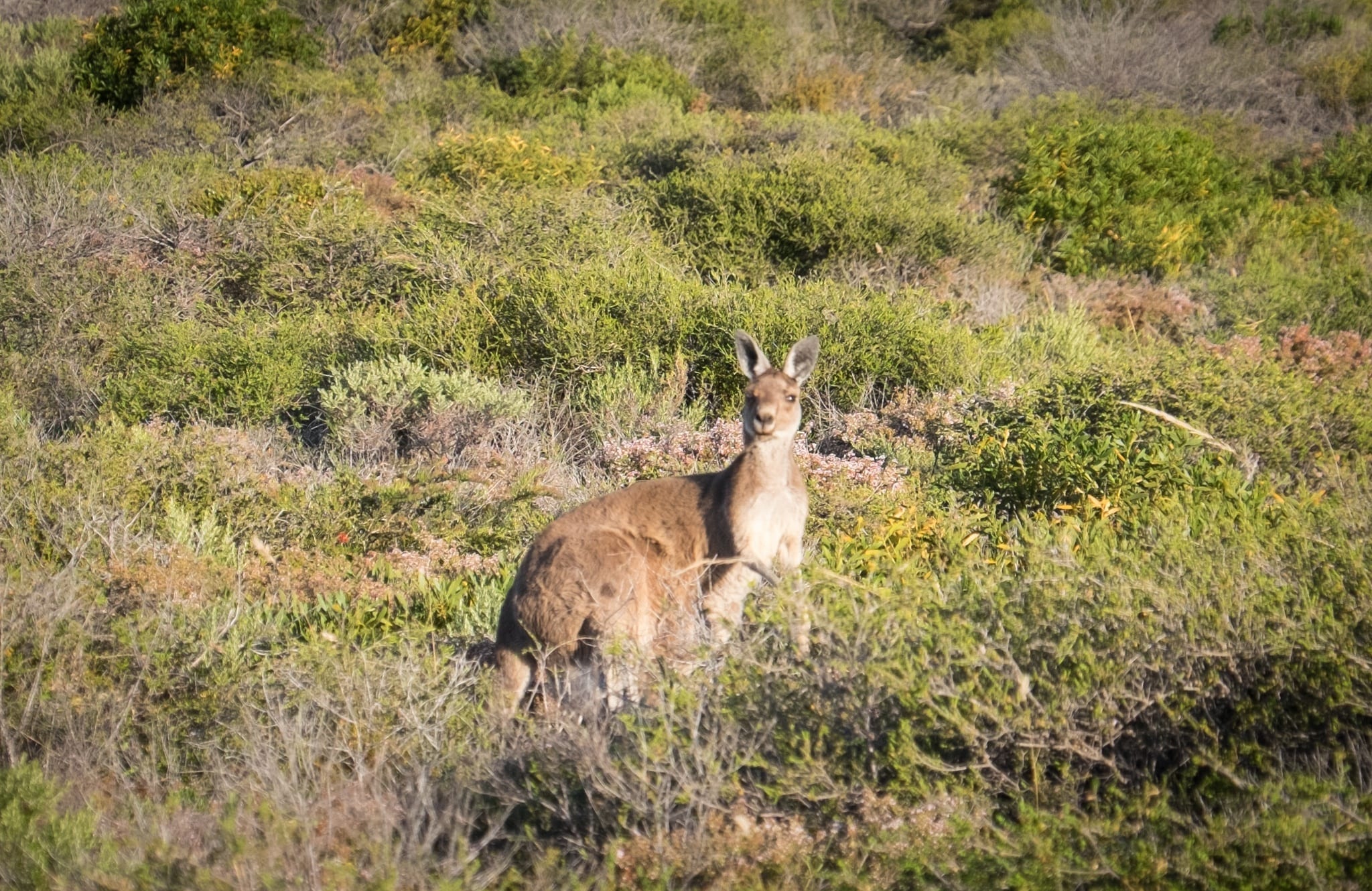 Kangaroo in Kalbarri