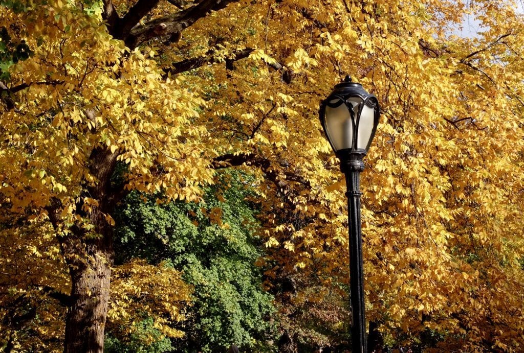 Yellow Leaves behind a lamppost in Central Park, NYC.