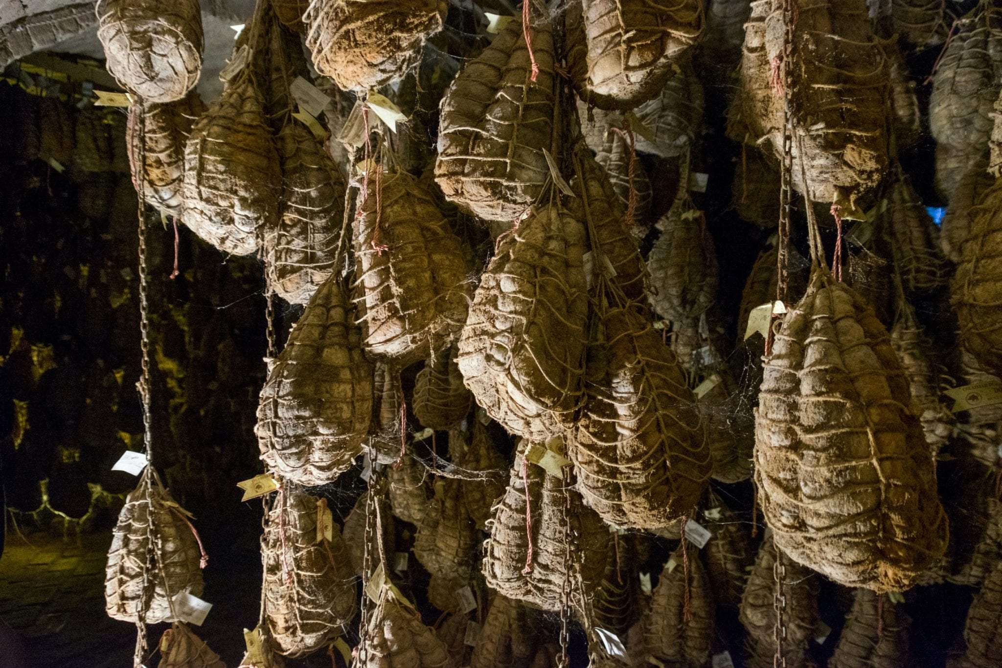 Culatello hams in a cellar, hanging from chains and connected with cobwebs.