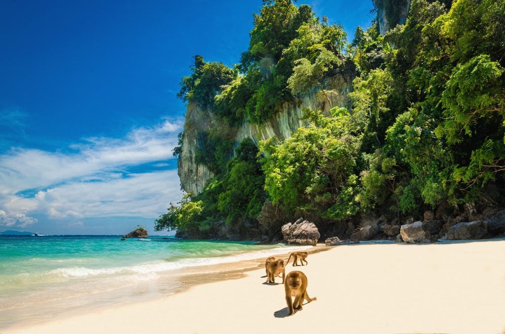 Monkeys on a tropical beach in Thailand.
