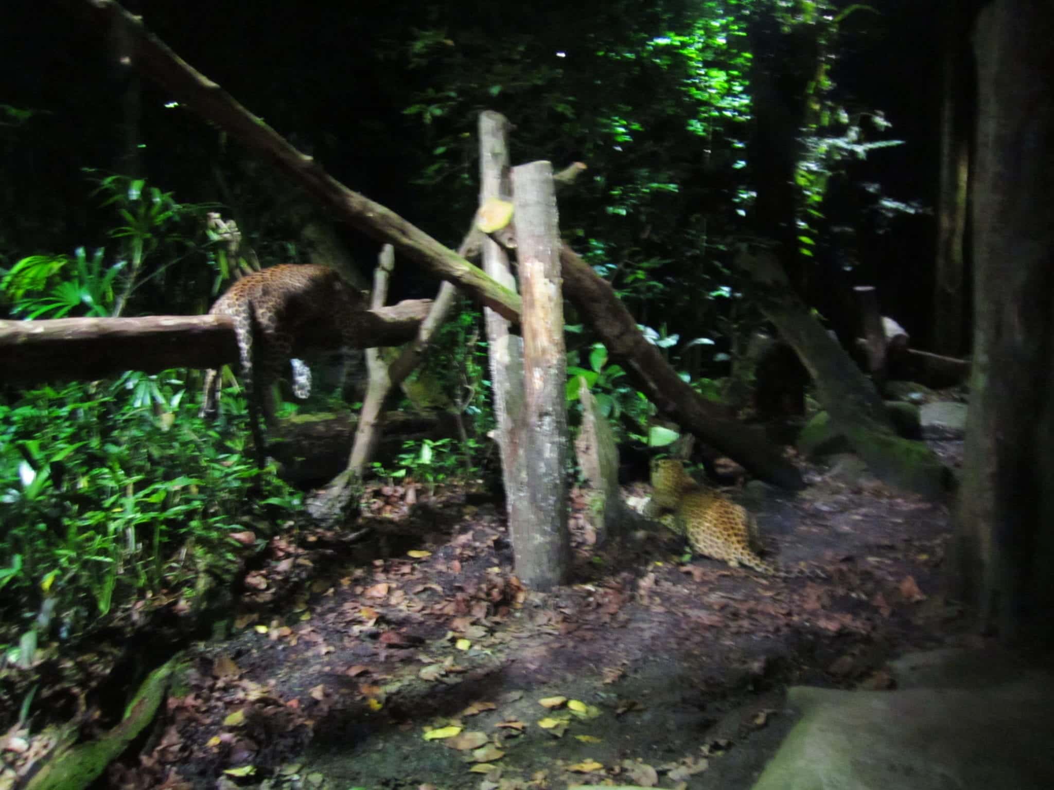 A Night at the Singapore Night Safari - Adventurous Kate A Night at the Singapore Night Safari - Adventurous Kate