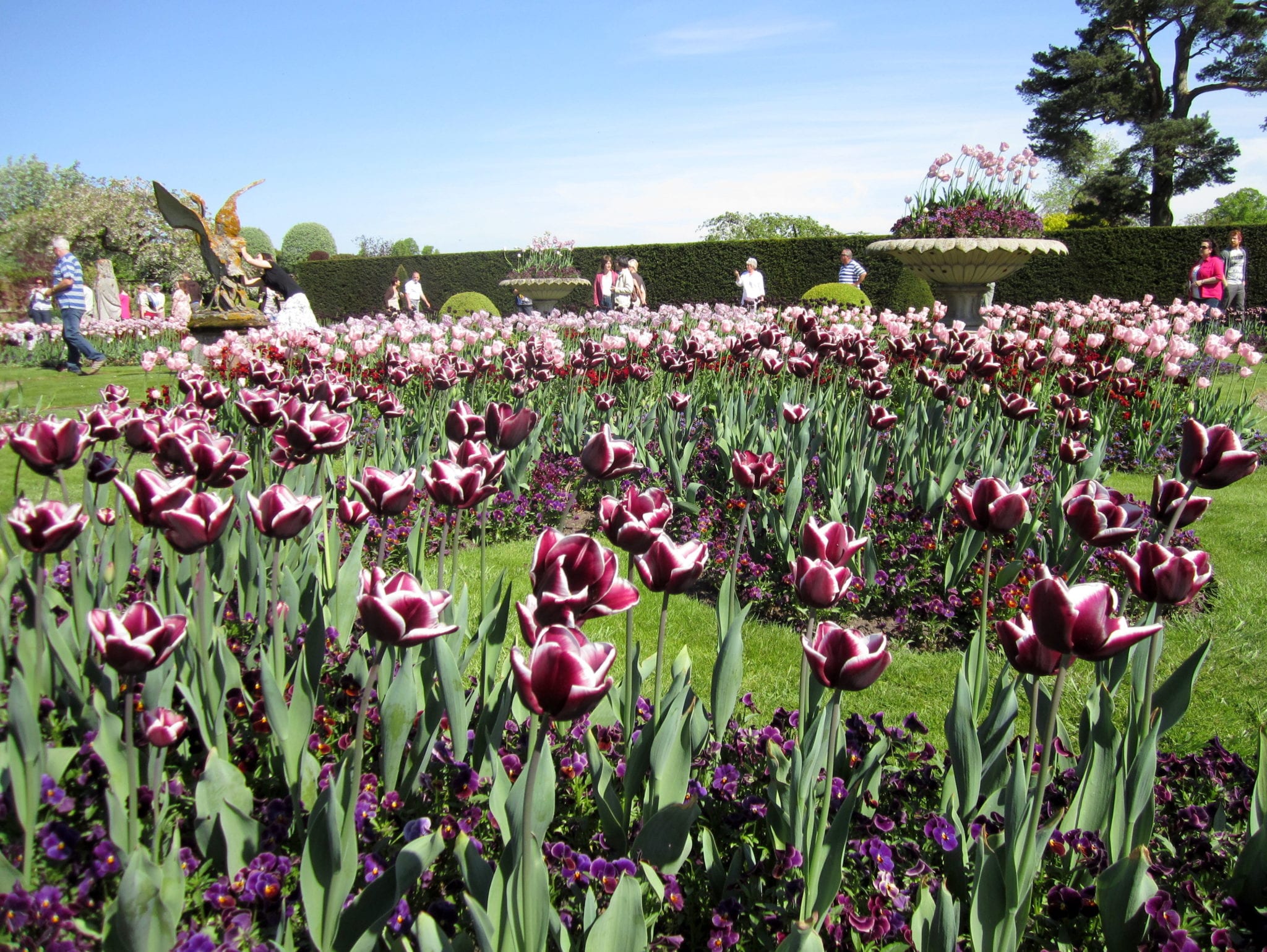 Dark Romance Tulips