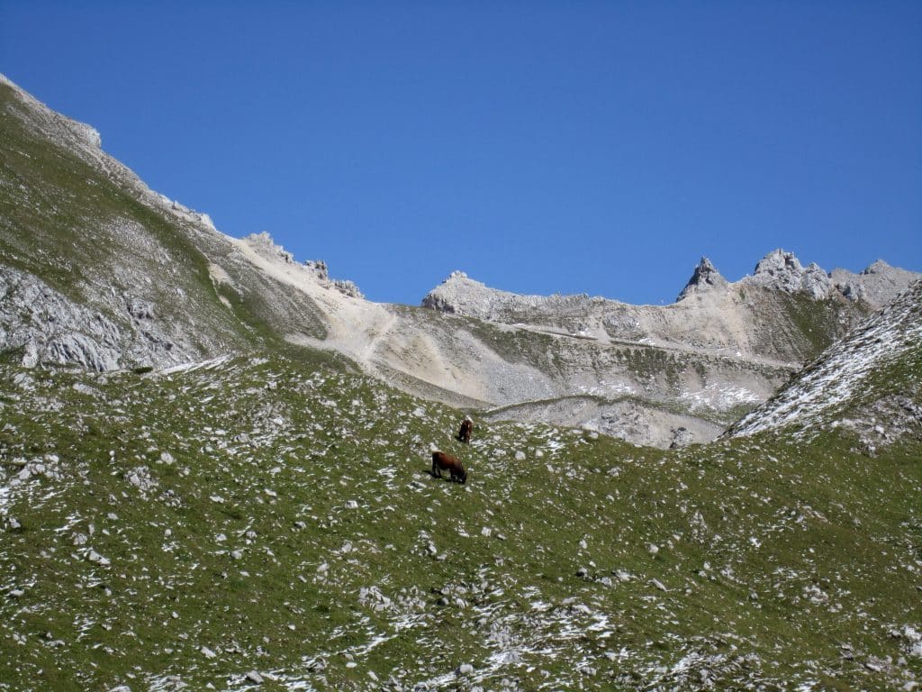 Jagged gray mountain peaks, and field of tiny wildflowers in front of them.