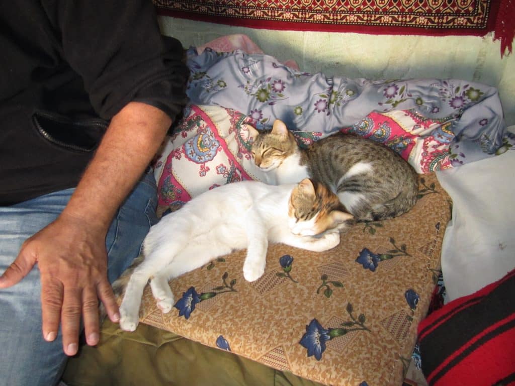 Two white and gray kittens sleeping on a pile of blankets.