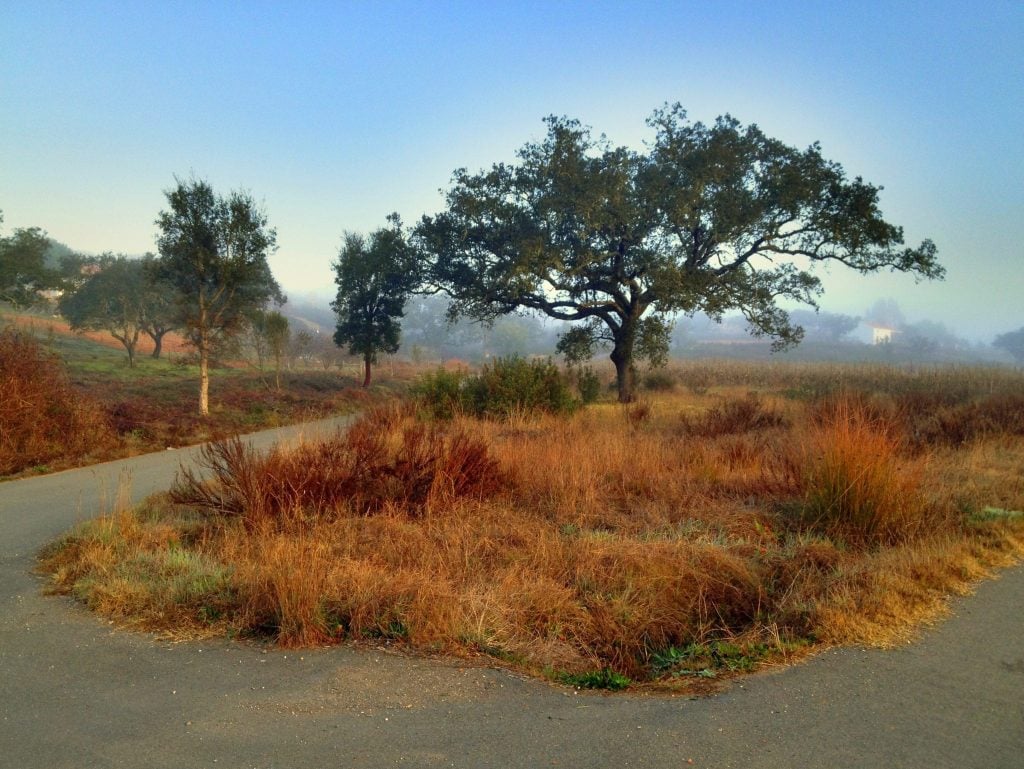 Morning fog over trees and grasses in Portugal.