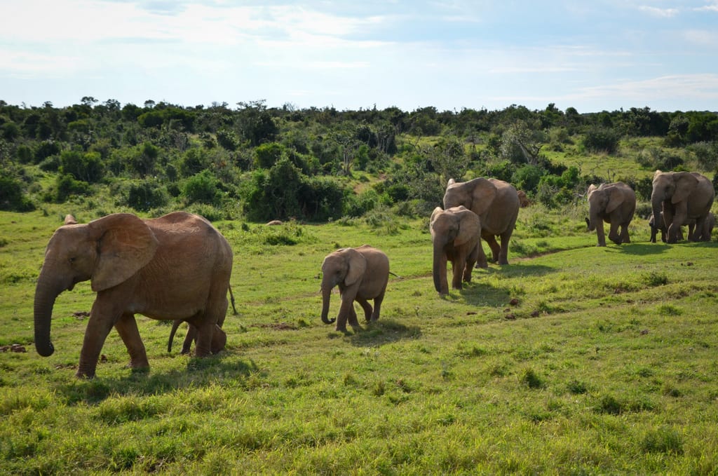 Addo Elephant Park