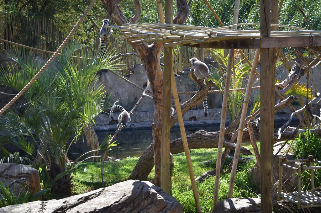 Lemurs in Oudtshoorn