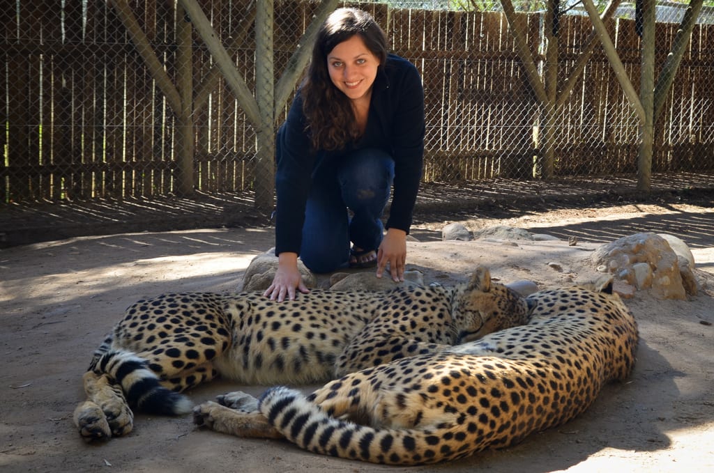 Playing with a Leopard in Oudtshoorn