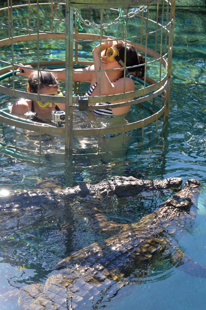 Croc Diving in Oudtshoorn