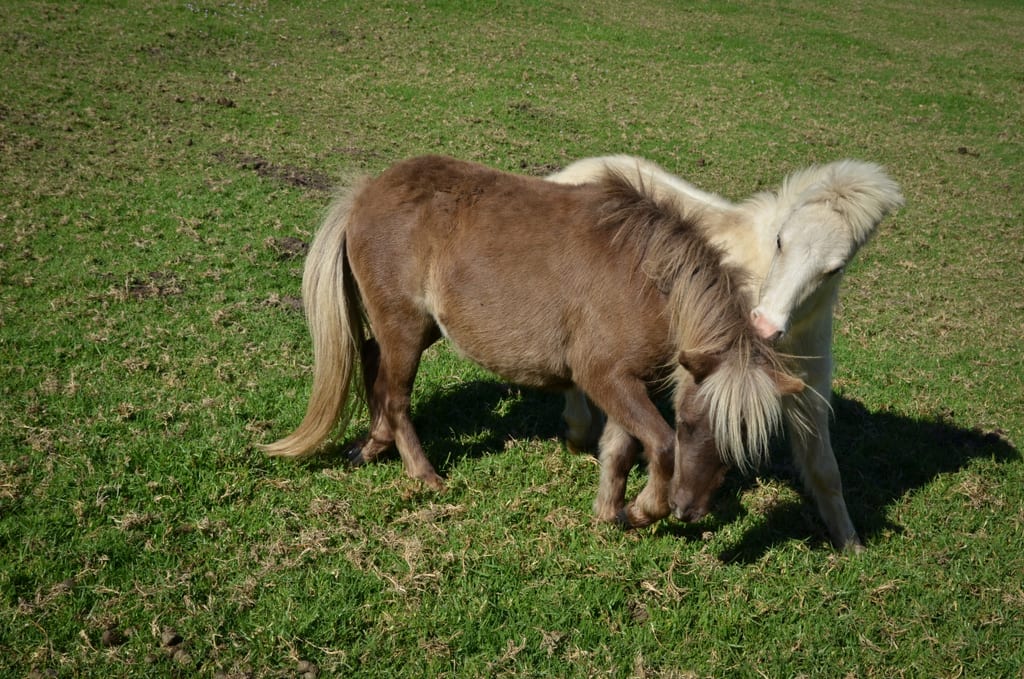 Shetland Ponies in Buffalo Bay