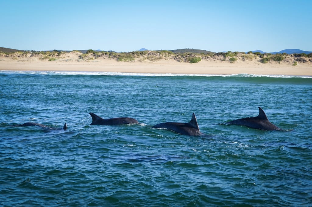 Dolphins in Plettenberg Bay