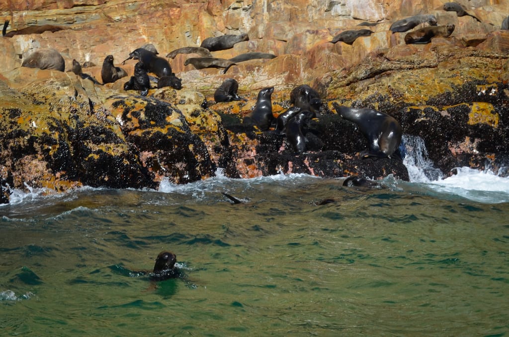 Seals in Plettenberg Bay
