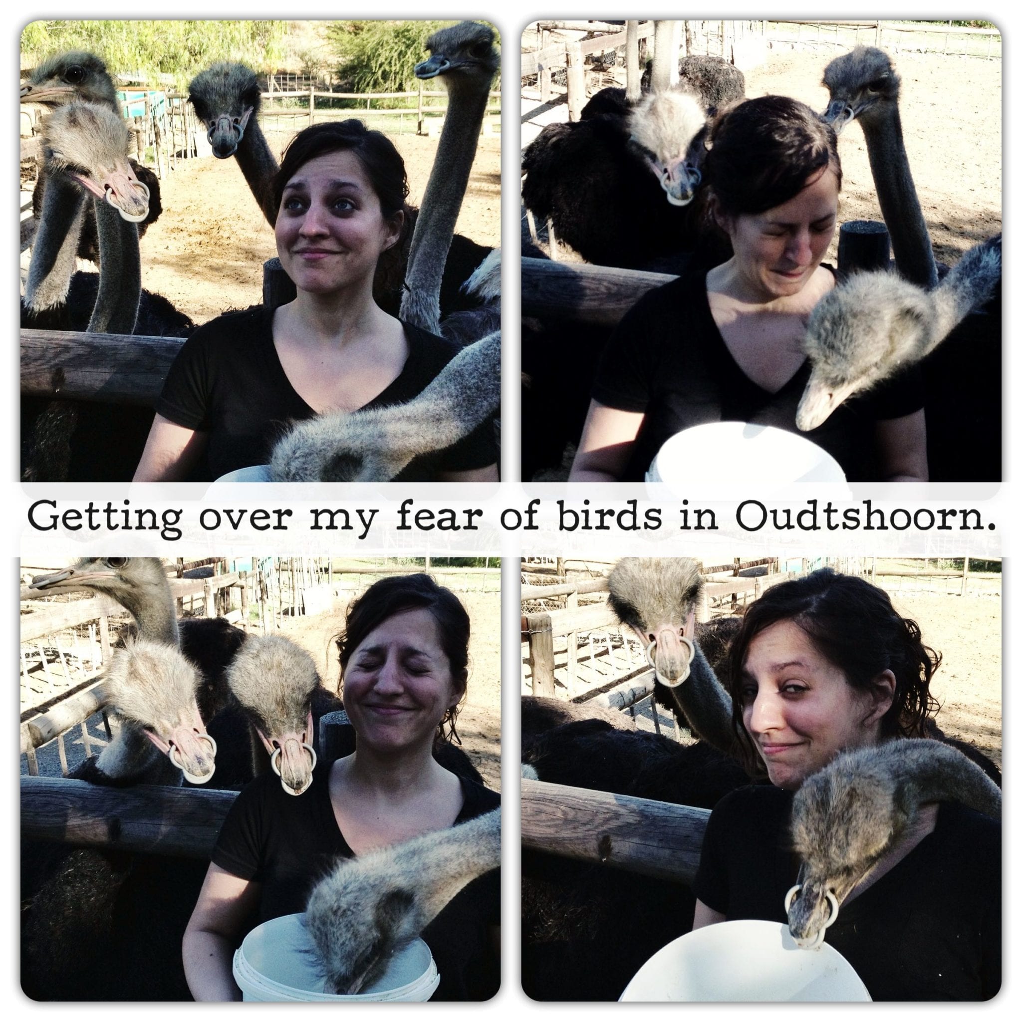 Kate and the Ostriches