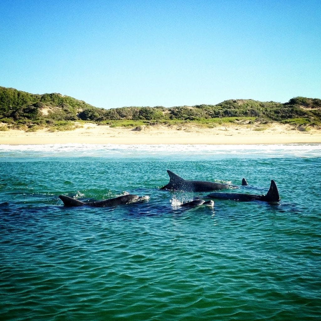 Dolphins in Plettenberg Bay