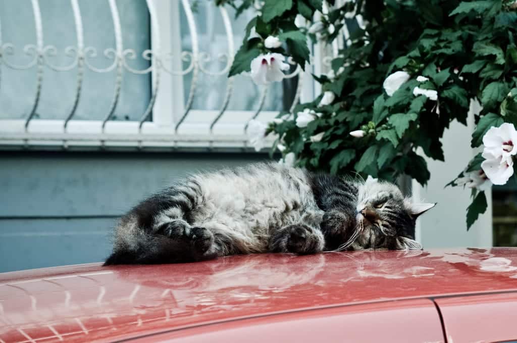 Sleepy kitty