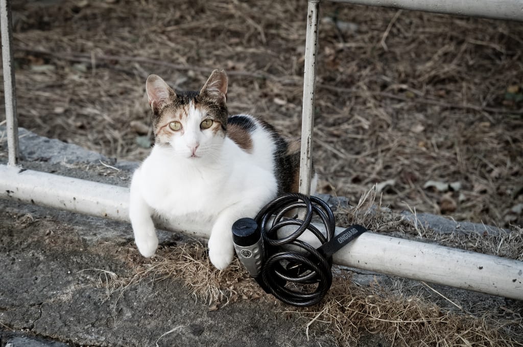 Kadikoy Kitty