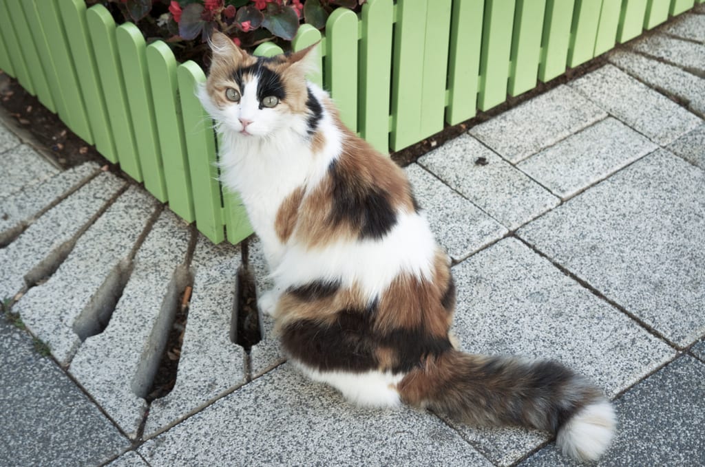 Gorgeous Stray Cat