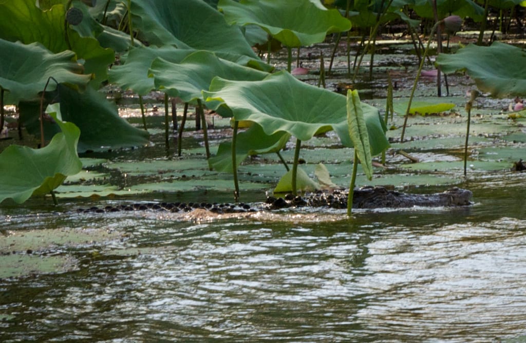 Croc in Mary River Wetlands