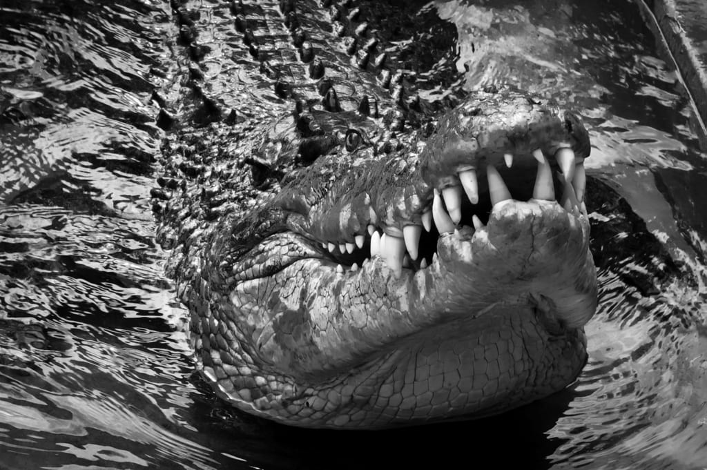 Snarling Croc Black and White