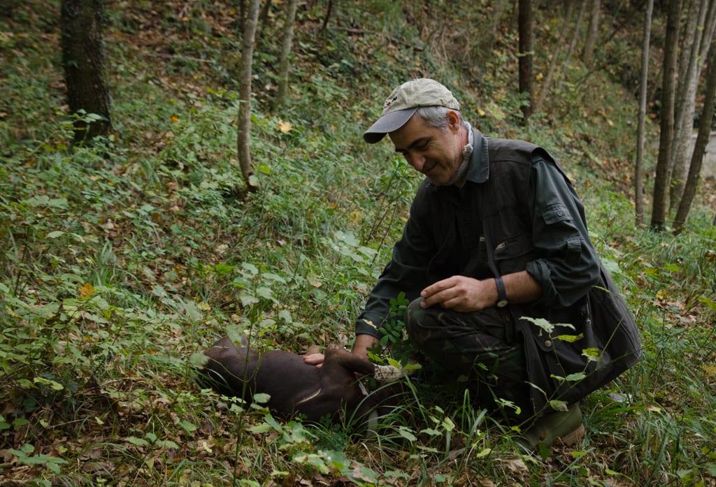 A man rubbing a brown dog's belly after searching for truffles.