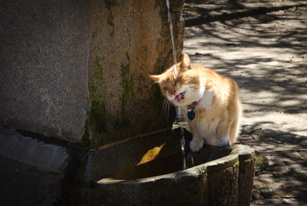 Charleston Kitteh