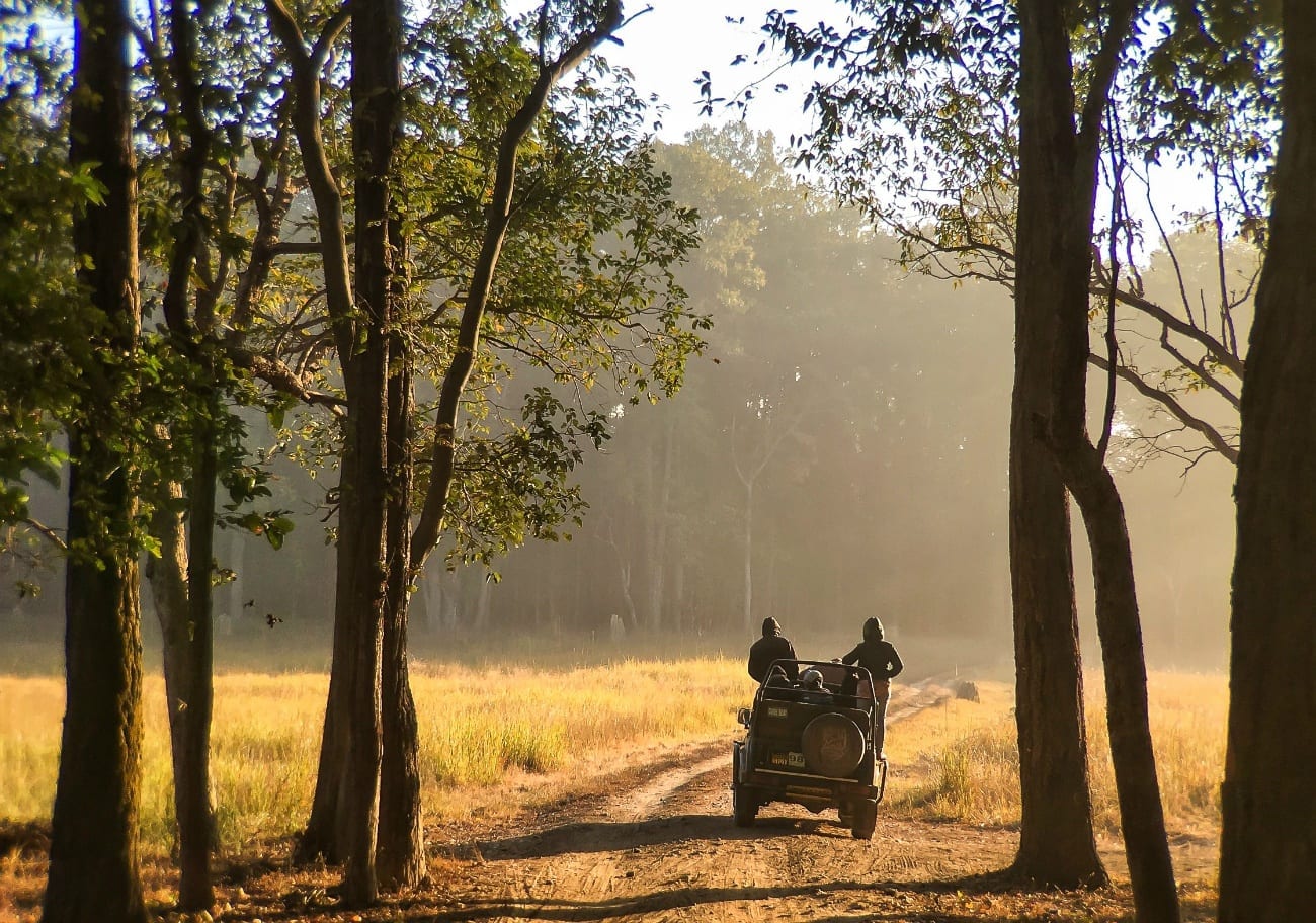 A tiger safari in Madya Pradesh, India, with a safari vehicle driving through trees on golden grass.