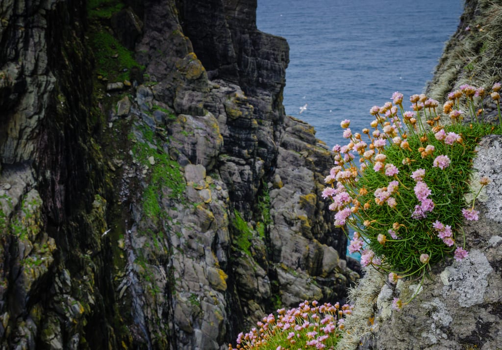 A path of purple weed-like flowers growing out of a rocky orifice.