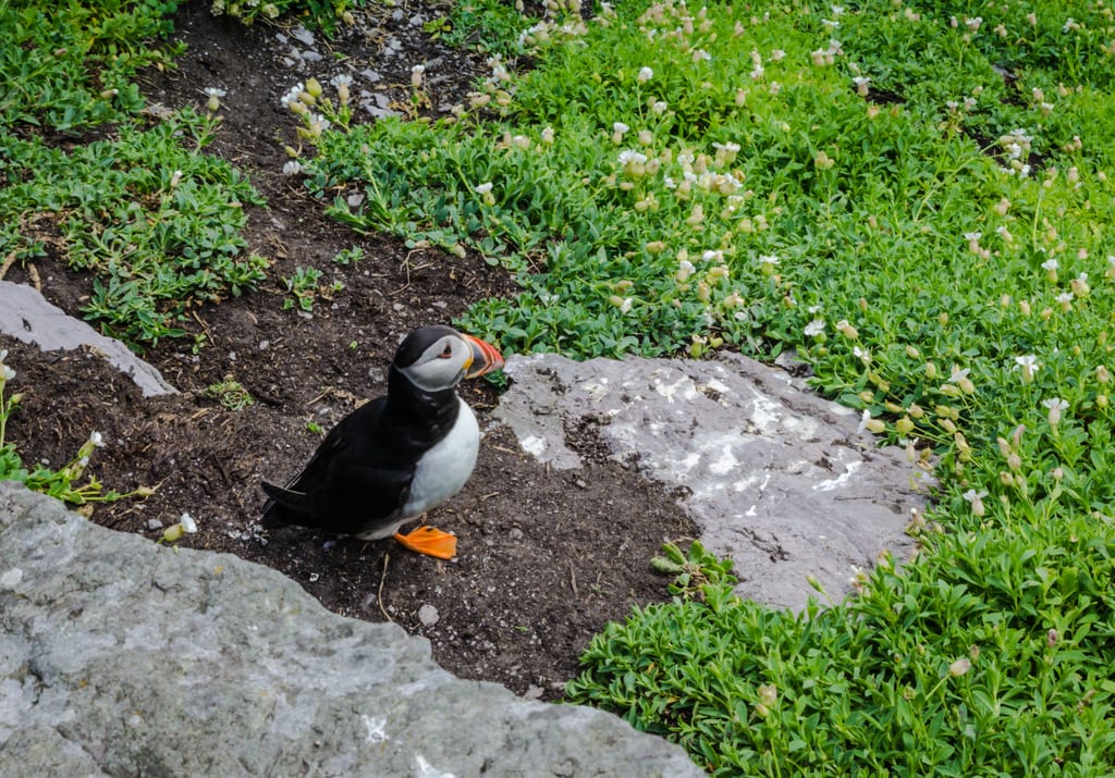 A tiny puffin with a red and orange striped beak on a dirt landing on Skellig Michael.