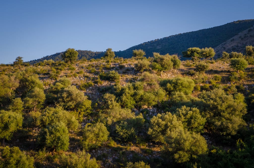 Gargano