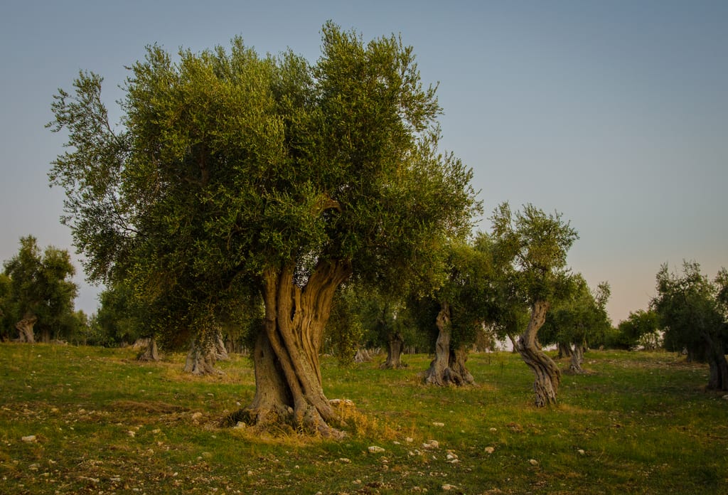 A gnarled olive tree at dusk in Gargano, Italy