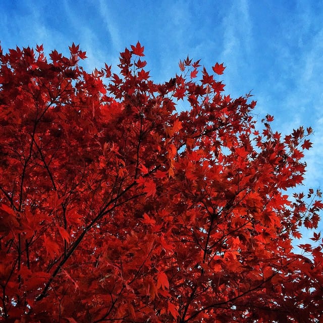 Japanese Maple Tree