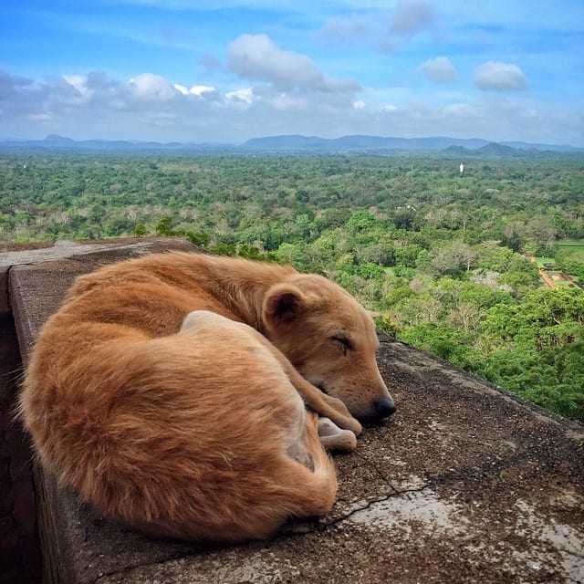 Sigiriya Puppy