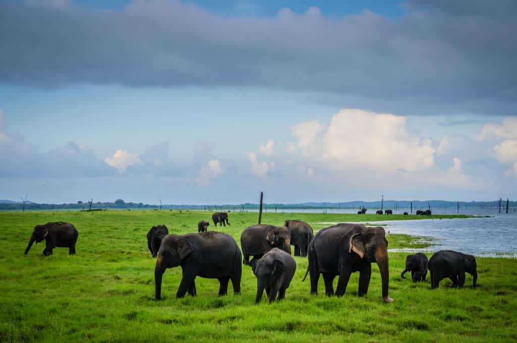 Elephants in Kaudalla National Park