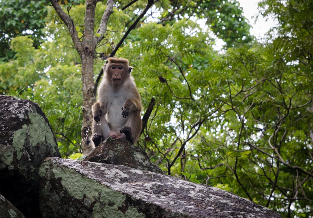 Peeing Monkey Sigiriya