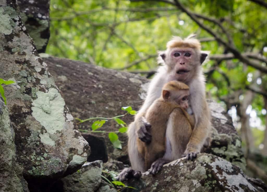 Monkeys at Sigiriya