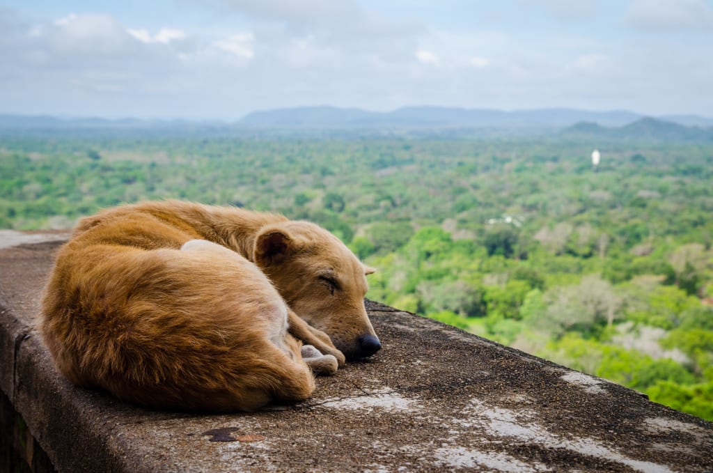 Dog in Sigiriya