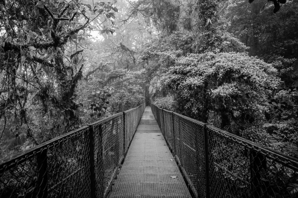 A black and white shot of a bridge surrounded by lush greenery on a damp, rainy day in Costa Rica.