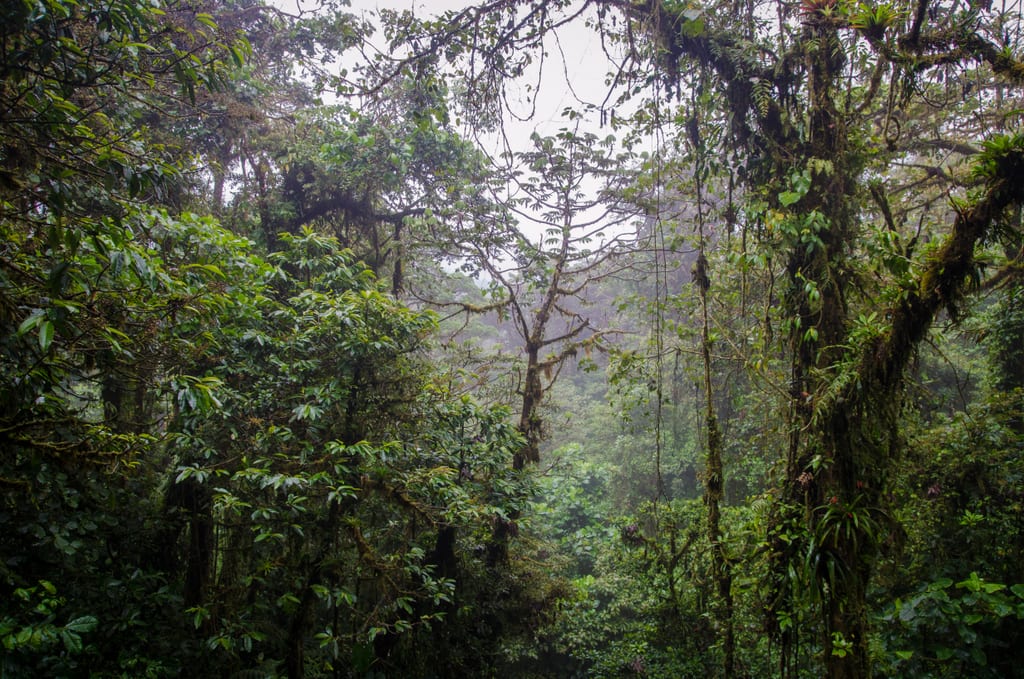 Monteverde Hanging Bridges