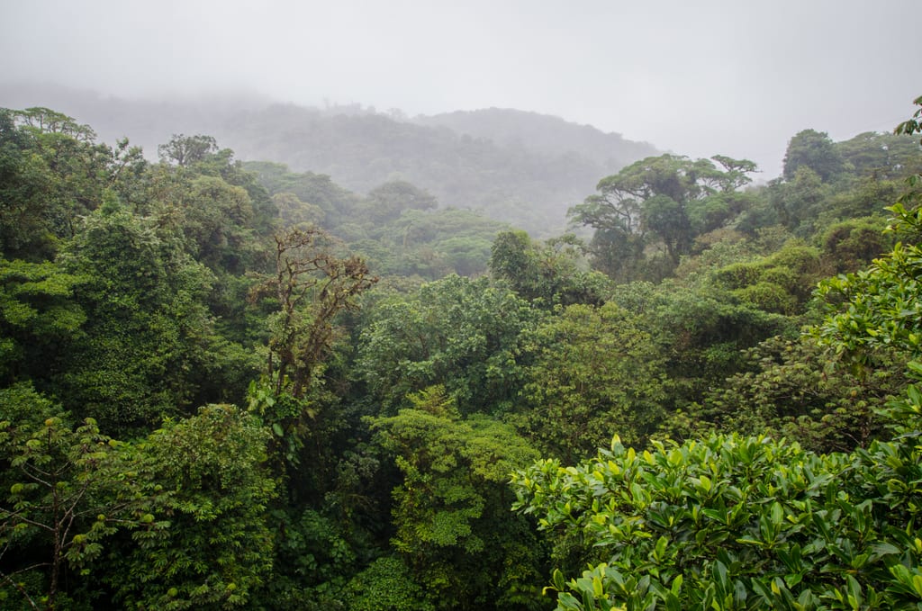 Monteverde Cloud Forest
