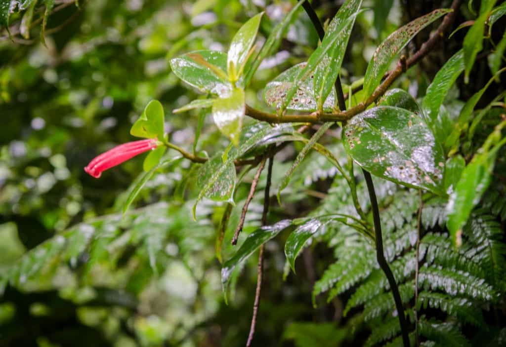Monteverde Cloud Forest