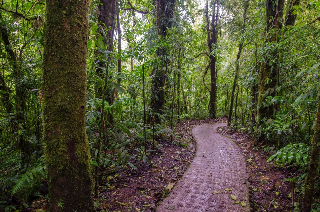 Monteverde Cloud Forest