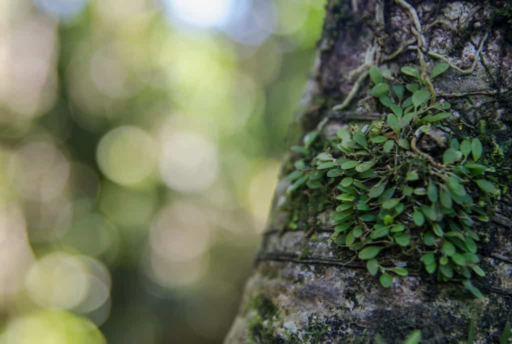 World's Smallest Orchid