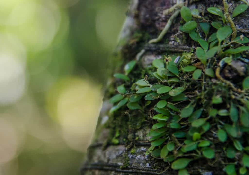 World's Smallest Orchid