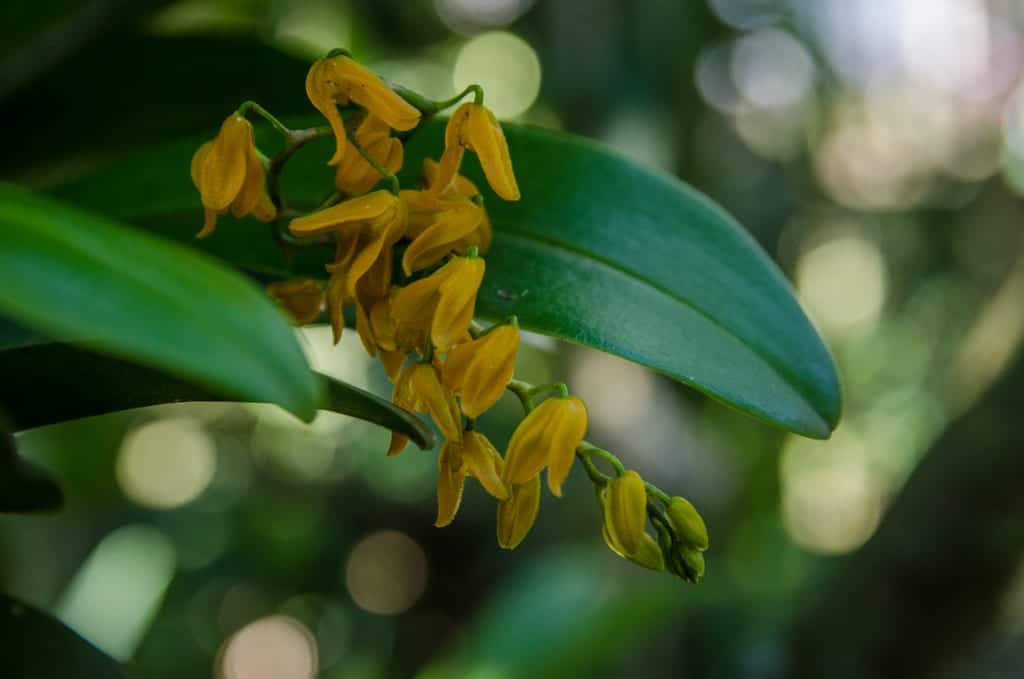 Monteverde Orchids