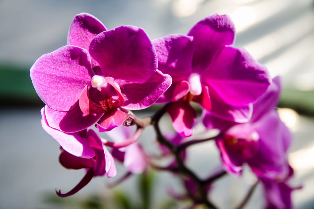 A string of bright magenta orchid blossoms on a stem at an orchid garden in Costa Rica.