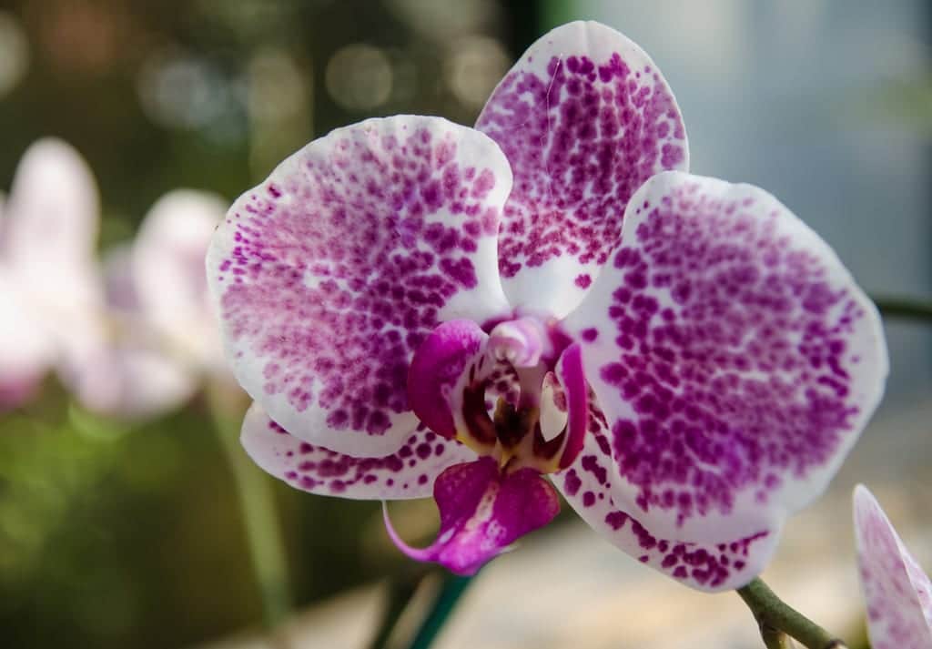 Monteverde Orchids