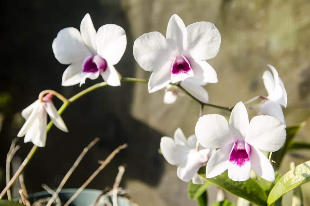 Monteverde Orchids