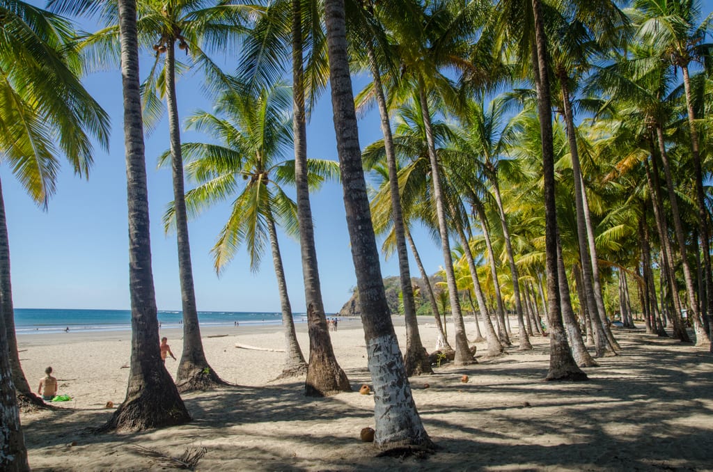 Palm trees lining the beach in Samara